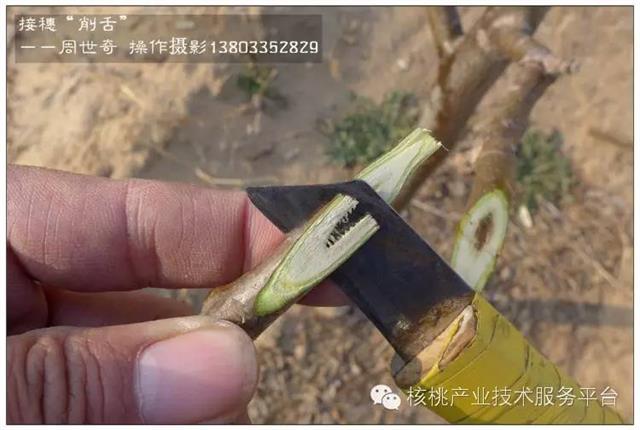 核桃硬枝嫁接之"双舌接"和"插皮接"(图解)