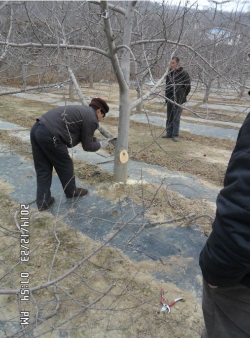 苹果病虫害防治月历（1—2月）