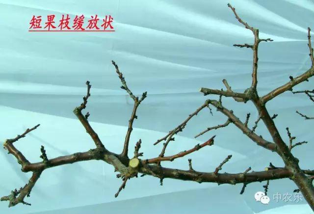 杏树冬剪新模式