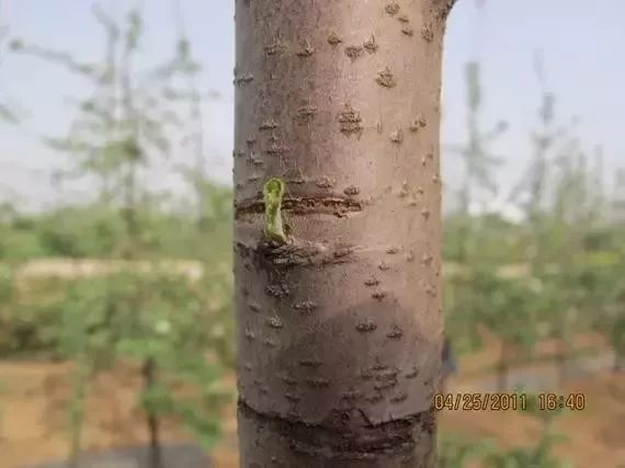 苹果园管理(三月份) 苹果园管理(三月份)
