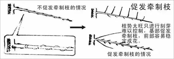苹果园管理(三月份) 苹果园管理(三月份)