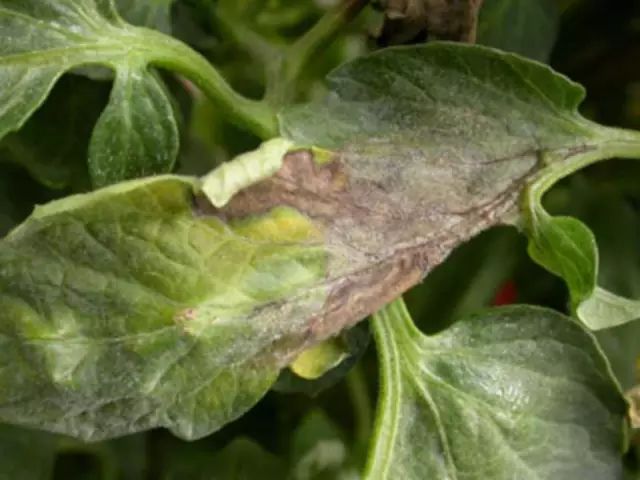 超级实用蔬菜病虫害用药及图谱集合