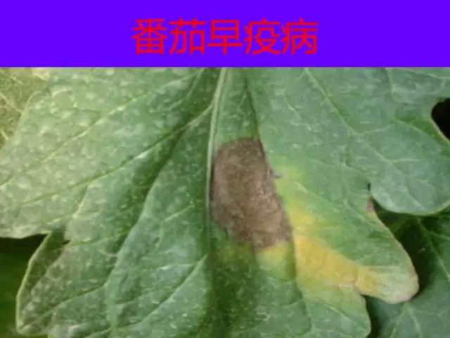 超级实用蔬菜病虫害用药及图谱集合