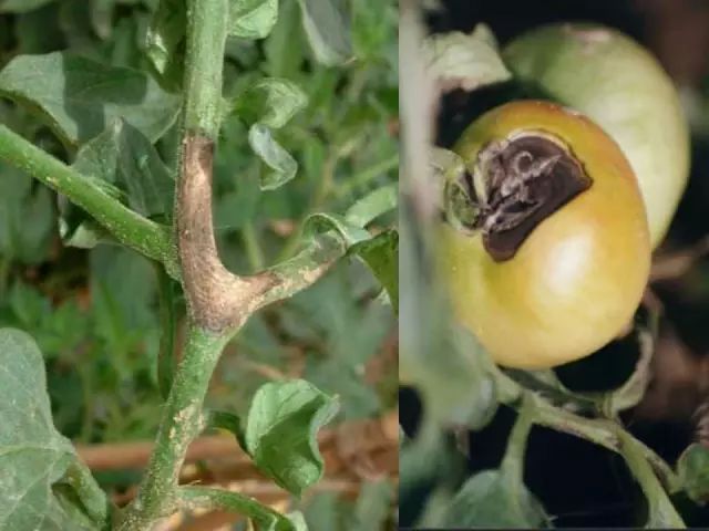 超级实用蔬菜病虫害用药及图谱集合