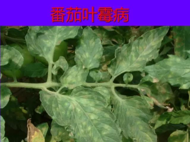 超级实用蔬菜病虫害用药及图谱集合
