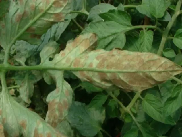 超级实用蔬菜病虫害用药及图谱集合