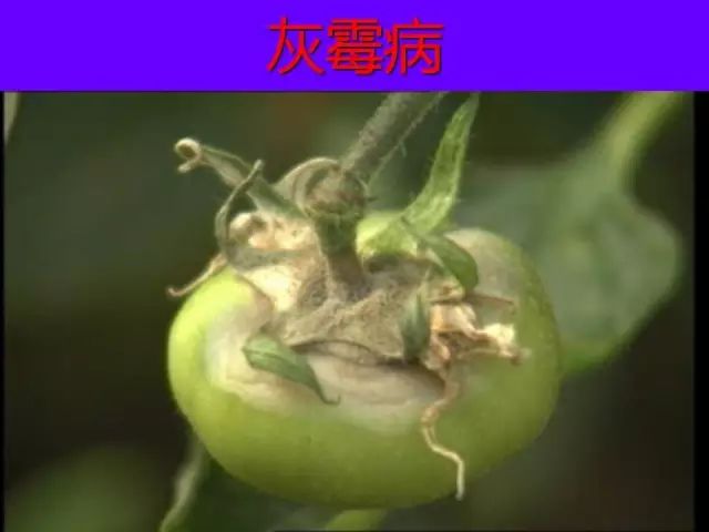 超级实用蔬菜病虫害用药及图谱集合