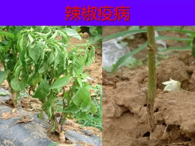 超级实用蔬菜病虫害用药及图谱集合
