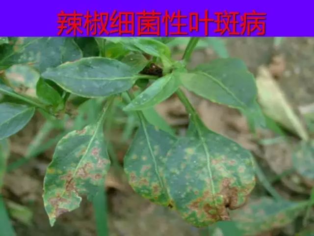 超级实用蔬菜病虫害用药及图谱集合