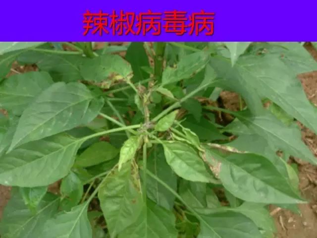 超级实用蔬菜病虫害用药及图谱集合