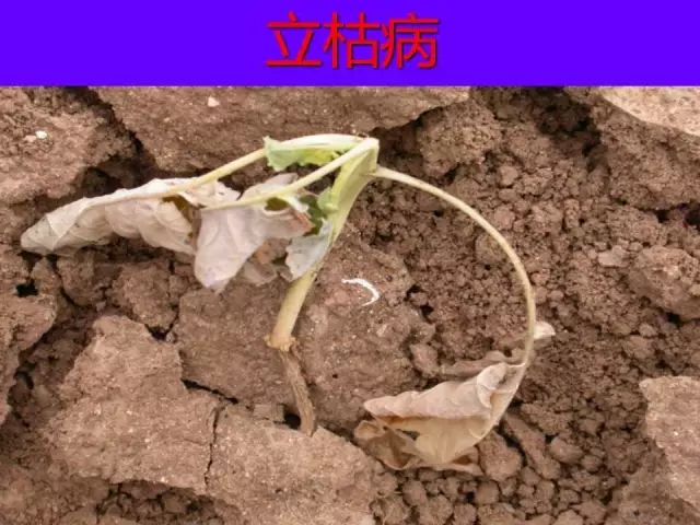 超级实用蔬菜病虫害用药及图谱集合