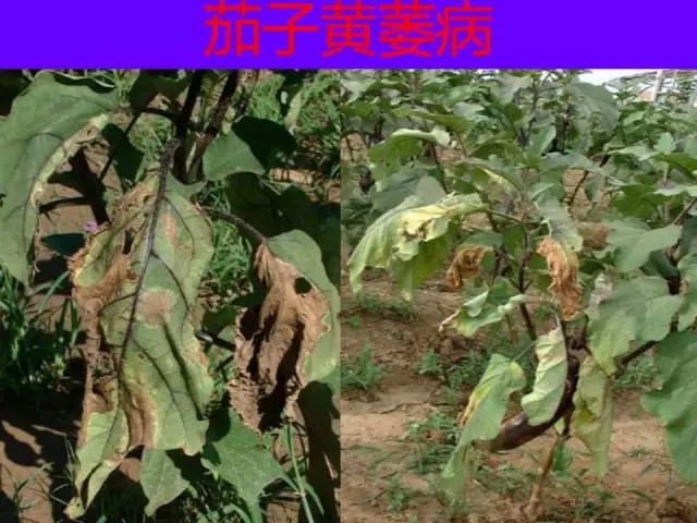 超级实用蔬菜病虫害用药及图谱集合