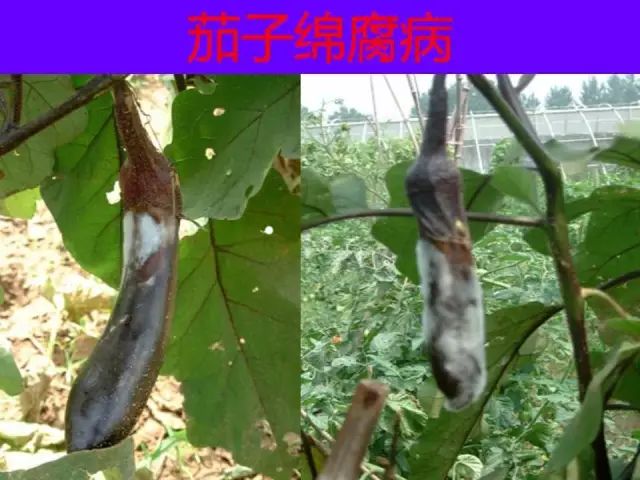 超级实用蔬菜病虫害用药及图谱集合