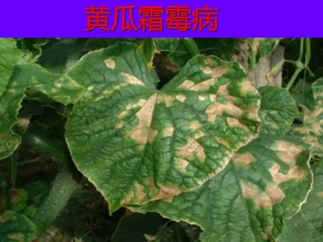 超级实用蔬菜病虫害用药及图谱集合