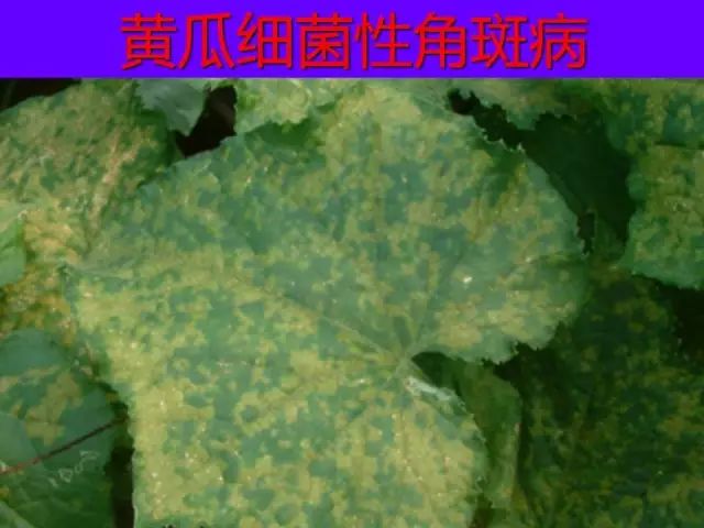 超级实用蔬菜病虫害用药及图谱集合