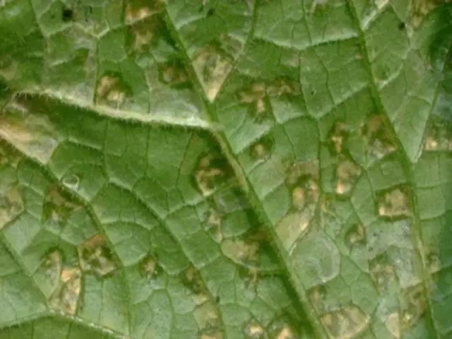 超级实用蔬菜病虫害用药及图谱集合
