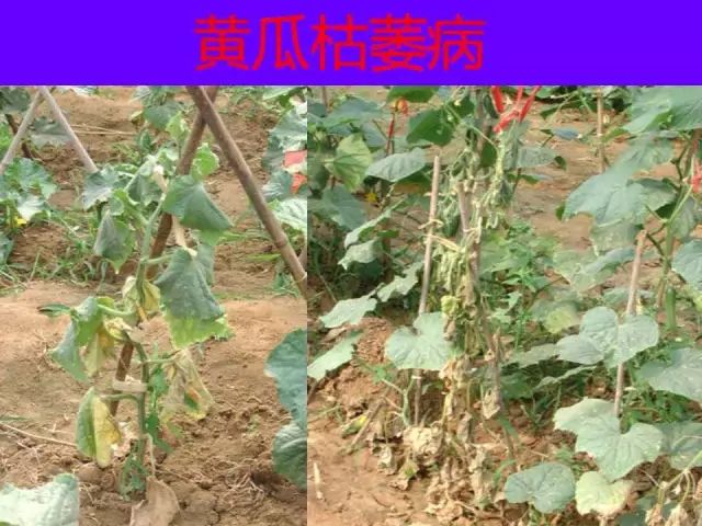 超级实用蔬菜病虫害用药及图谱集合