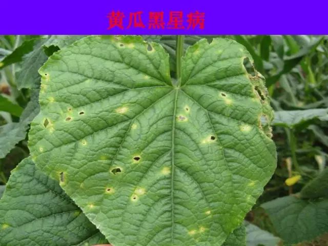超级实用蔬菜病虫害用药及图谱集合