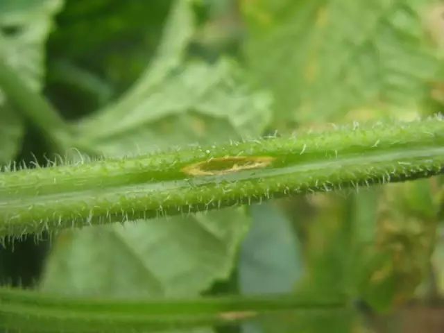 超级实用蔬菜病虫害用药及图谱集合