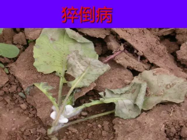 超级实用蔬菜病虫害用药及图谱集合