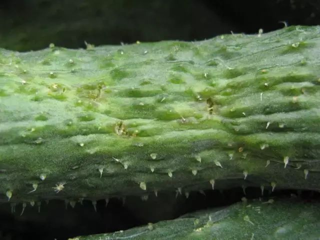 超级实用蔬菜病虫害用药及图谱集合