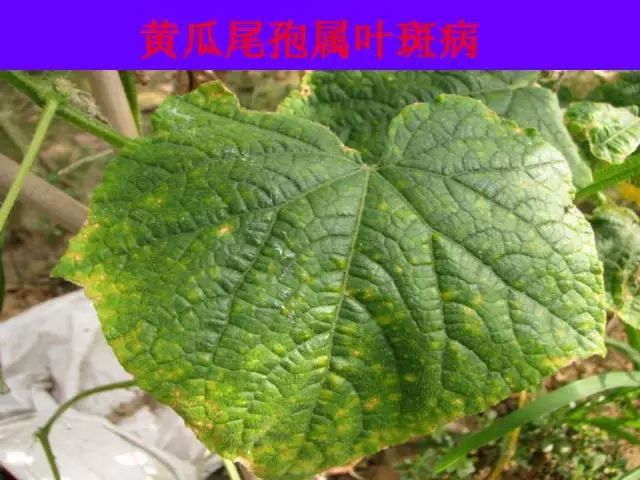 超级实用蔬菜病虫害用药及图谱集合