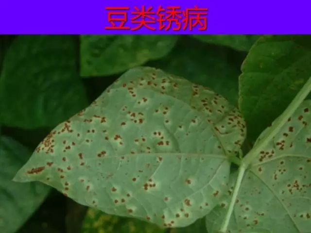 超级实用蔬菜病虫害用药及图谱集合