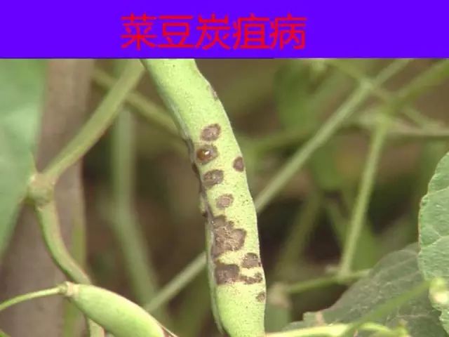 超级实用蔬菜病虫害用药及图谱集合