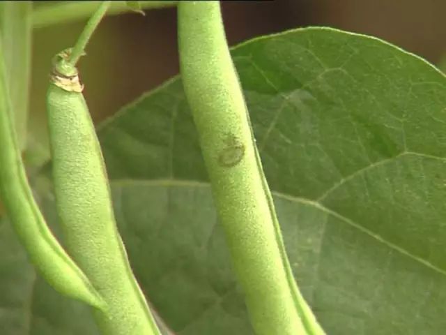 超级实用蔬菜病虫害用药及图谱集合