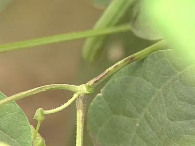 超级实用蔬菜病虫害用药及图谱集合