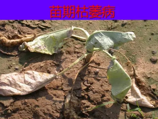 超级实用蔬菜病虫害用药及图谱集合