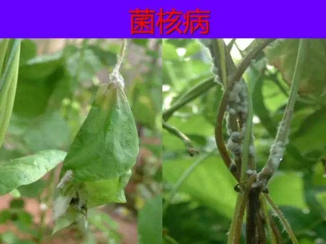 超级实用蔬菜病虫害用药及图谱集合