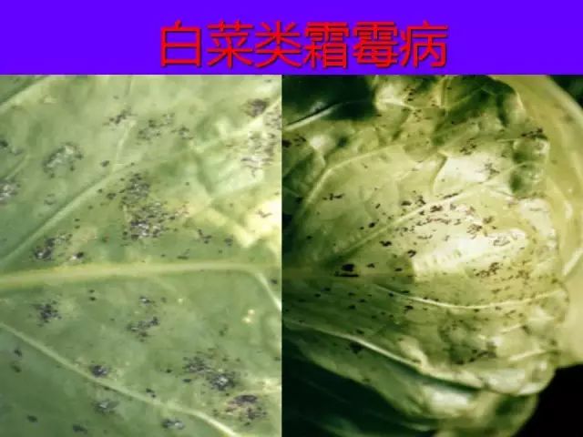 超级实用蔬菜病虫害用药及图谱集合