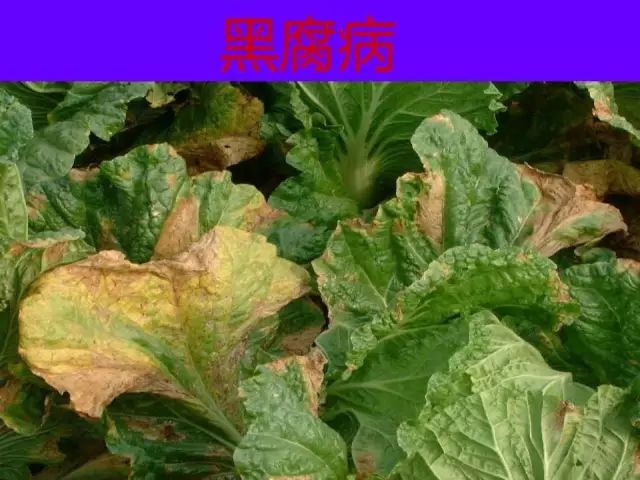 超级实用蔬菜病虫害用药及图谱集合