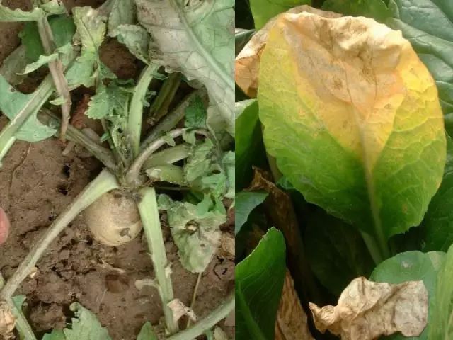 超级实用蔬菜病虫害用药及图谱集合