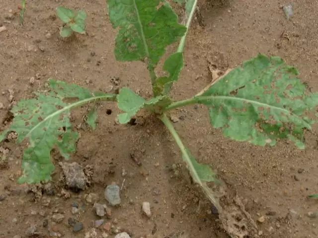 超级实用蔬菜病虫害用药及图谱集合