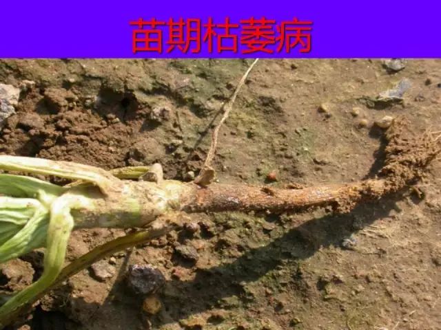 超级实用蔬菜病虫害用药及图谱集合
