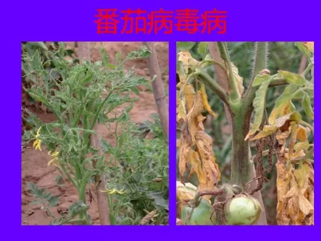 超级实用蔬菜病虫害用药及图谱集合