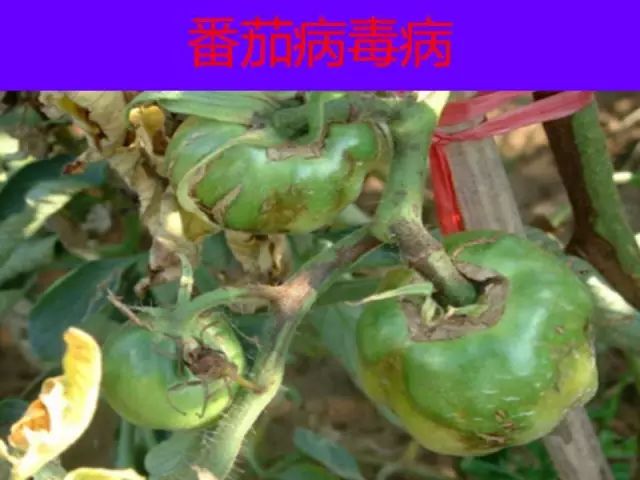 超级实用蔬菜病虫害用药及图谱集合