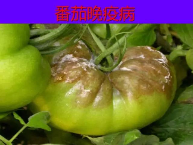 超级实用蔬菜病虫害用药及图谱集合