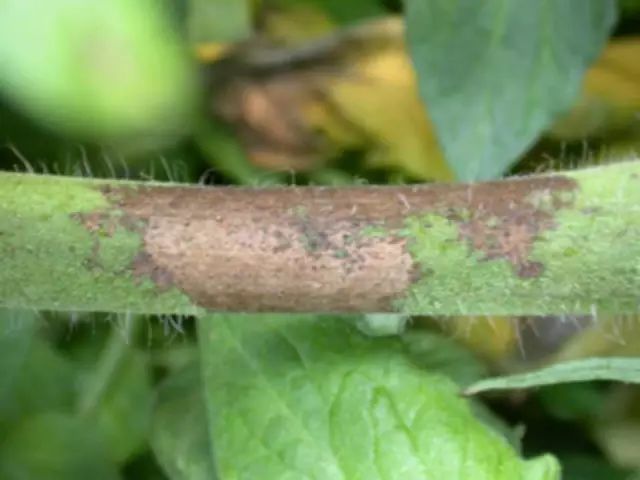 超级实用蔬菜病虫害用药及图谱集合