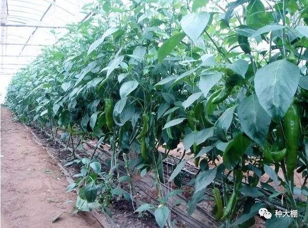 蔬菜生长温度大全