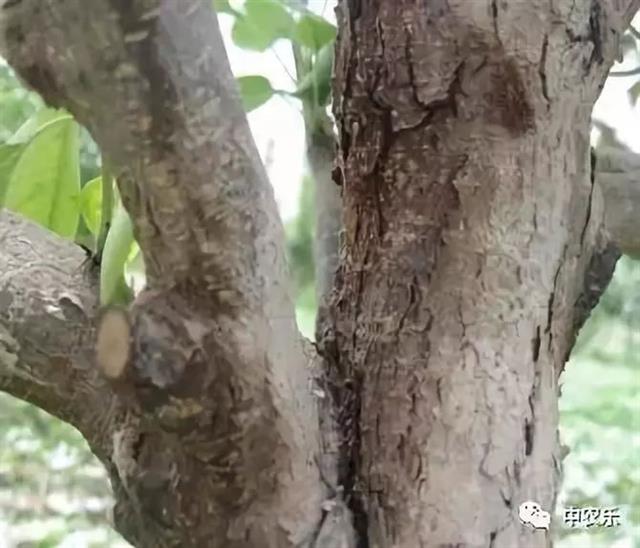梨园开春六件事,为优质丰产奠基础!