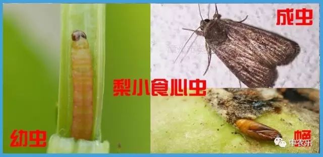梨园开春六件事，为优质丰产奠基础！