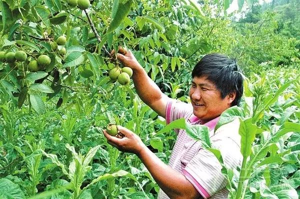 核桃管理工作周年历