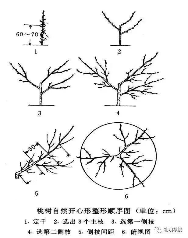 核桃树生理特性及树形解析(下)