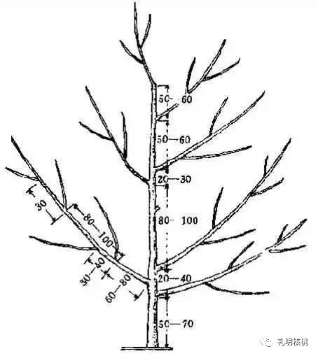 核桃树生理特性及树形解析(下)
