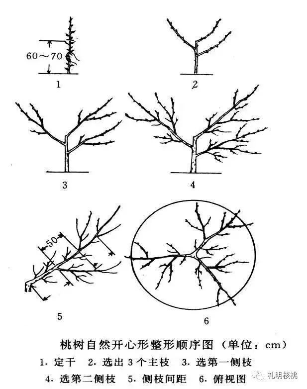 核桃树生理特性及树形解析(上)