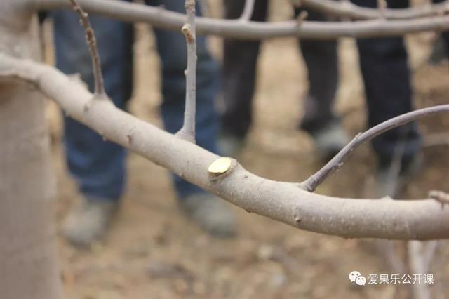 苹果树修剪——橛的处理(视频)
