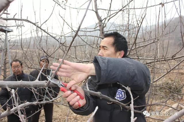 苹果树修剪——橛的处理(视频)